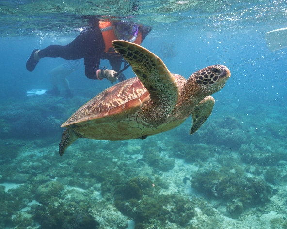 APO ISLAND 看海龜
