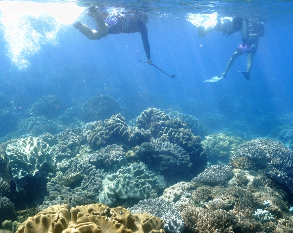 APO ISLAND珊瑚保護區
