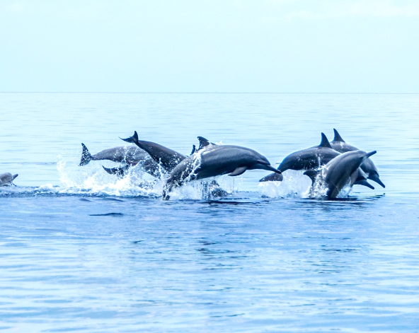 酒店自由放空活動日~燒烤晚餐吃到飽 (愛玩水的可以加訂 鯨鯊浮潛共游 或 拜斯島海豚游蹤)