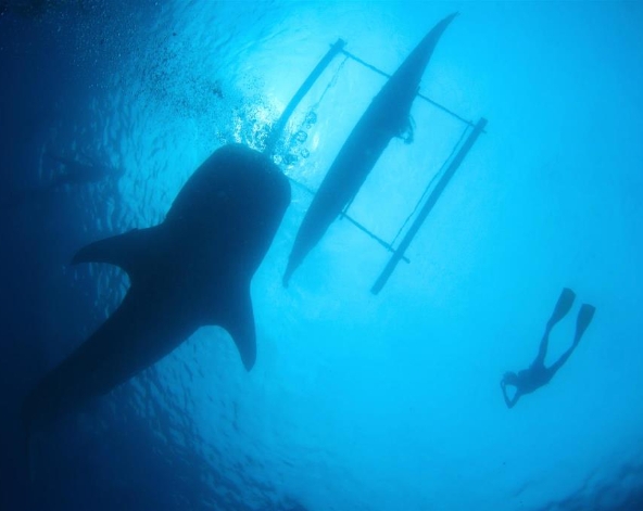 酒店自由放空活動日~燒烤晚餐吃到飽 (愛玩水的可以加訂 鯨鯊浮潛共游 或 拜斯島海豚游蹤)