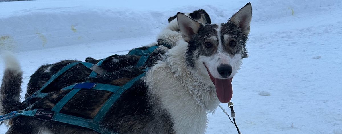 民宿 → 馴鹿體驗+哈士奇體驗 → 奧納斯山 → 憤怒鳥公園 → 民宿