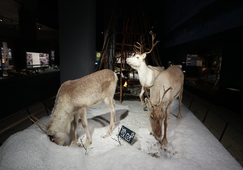 民宿 → 北極圈科學博物館 → 雪地摩托車 → 民宿