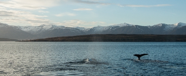 DAY7 米湖地熱谷→眾神瀑布→阿克萊里賞鯨船之旅(自費) 或 阿克萊里自由活動→極光之夜