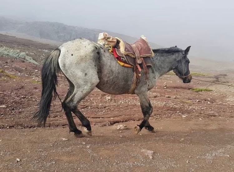9/7庫斯科→彩虹山→庫斯科