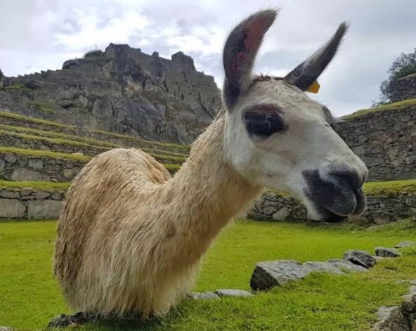 9/6阿瓜斯卡連特斯(熱水鎮)→馬丘比丘→庫斯科