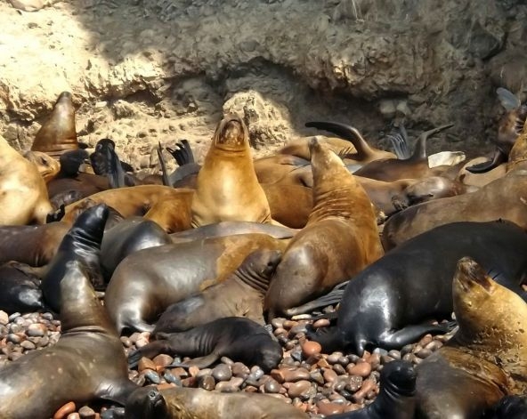 9/10利馬→帕拉卡斯