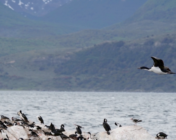 12/30 火地島一日遊【出海巡遊看企鵝】