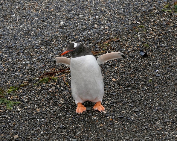 12/17 土耳其→布宜諾斯艾利斯