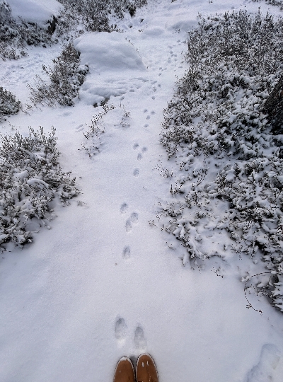 民宿→Vikaköngäs登山→民宿→極光之夜