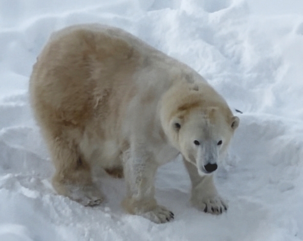 民宿→拉努阿動物園→民宿