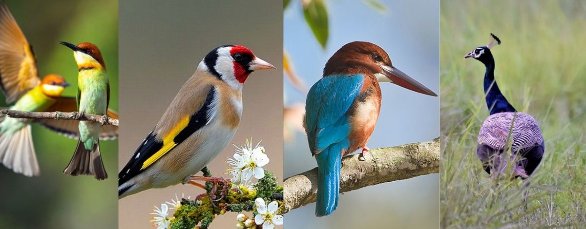 11/02(一)皇家奇旺野生國家公園生態之旅~賞鳥、叢林芬多精漫步、大象中心