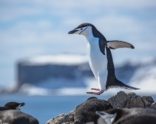 12/21 南極半島【登陸+巡航】