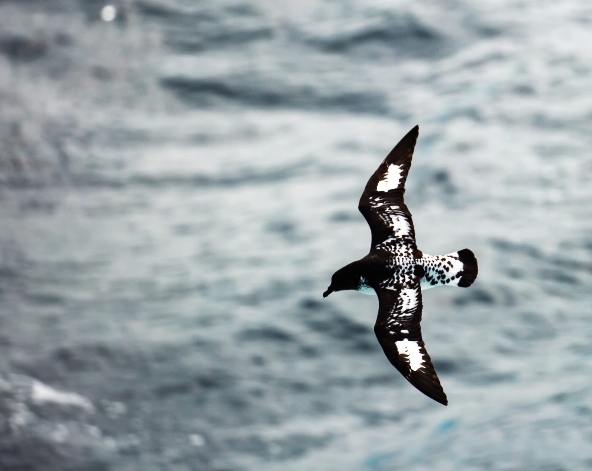 12/19 穿越德瑞克海峽【航海日-船長之夜】