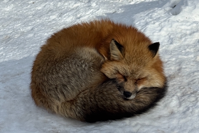 休息日、大家可以一起前往 藏王狐狸村、金蛇水神社、仙台市區觀光 (或可以前往雪場繼續滑雪)