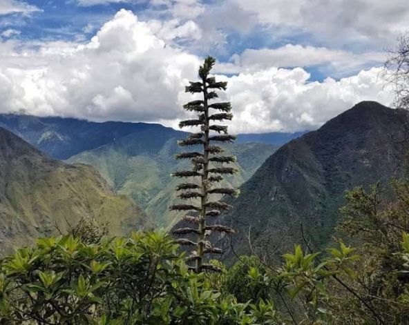 9/13祕魯→洛杉磯