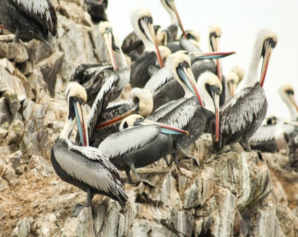 9/10利馬→帕拉卡斯