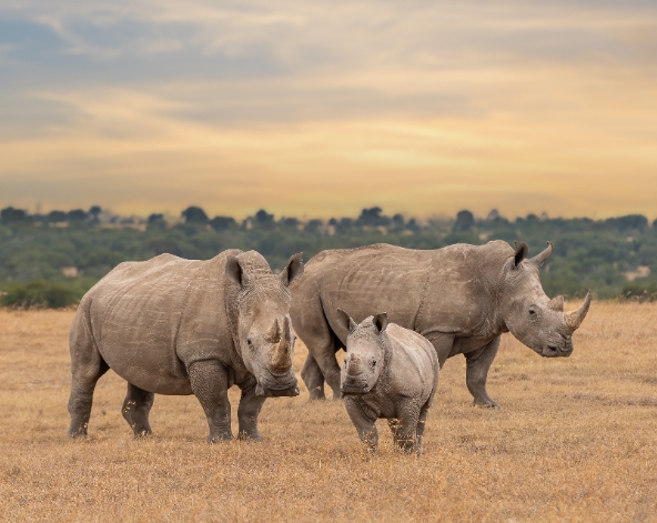 奈洛比→Ol Pejeta→穿越赤道→ 黑猩猩保護區→ 失明黑犀牛 Baraka