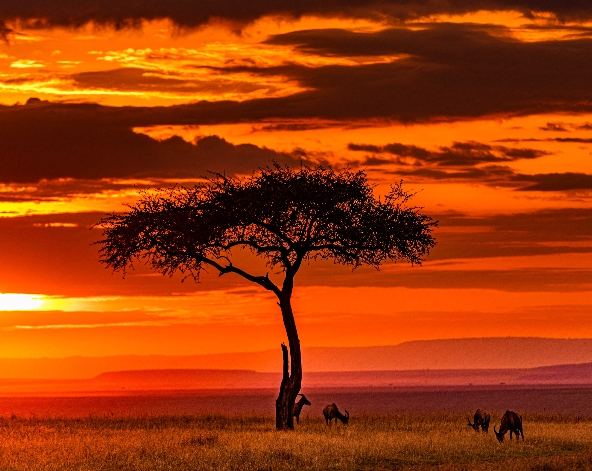 Naivasha→Maasai Mara→馬賽文化 & Sundowner 日落酒會