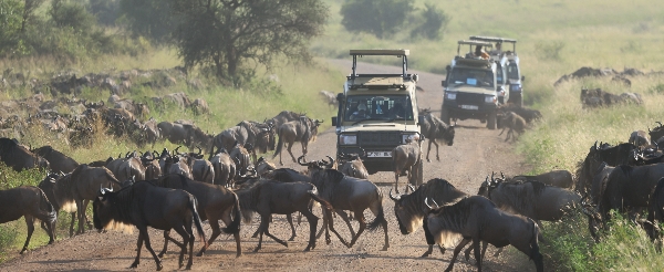 Maasai Mara 全日 Safari~草原五霸