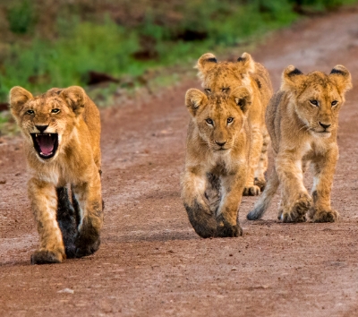 Maasai Mara 全日 Safari~草原五霸