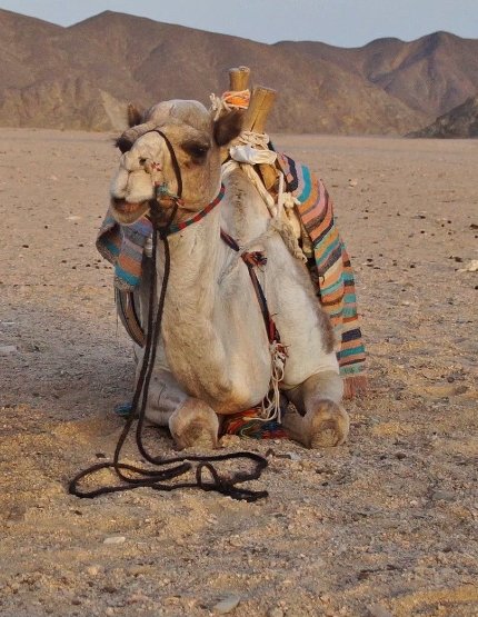 Day3 阿布辛貝神殿→風帆船→努比亞村、騎駱駝體驗(努比亞村市集)
