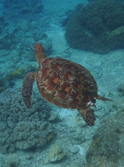 4/04 跳島出海-【阿波島】原生態珊瑚浮潛&海龜共游→西式風味餐