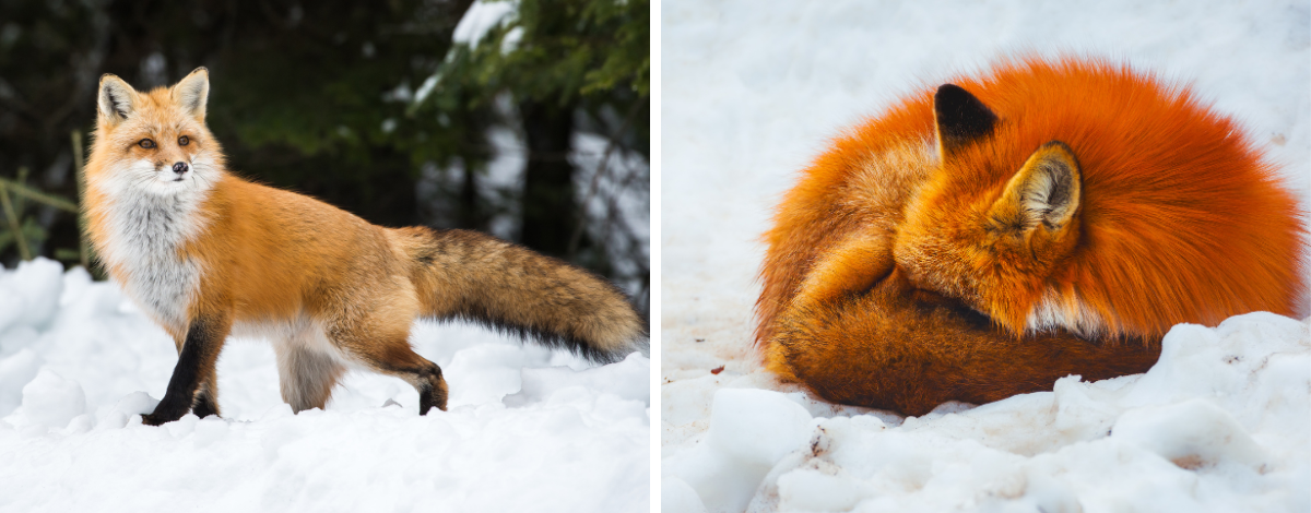 藏王狐狸村→沿途午餐→機場→台北