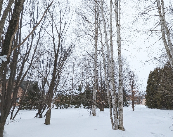 北海道北國雪景
