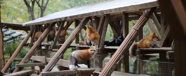 藏王狐狸村