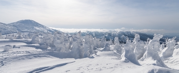 休息日、大家可以一起前往 藏王樹冰、銀山溫泉、天童溫泉觀光 (或可以前往雪場繼續滑雪)