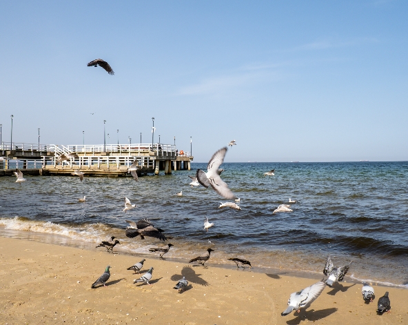 Day3 格但斯克 Gdansk – 西盤半島Westplatte – 索波特 Sopot – 格但斯克 Gdansk