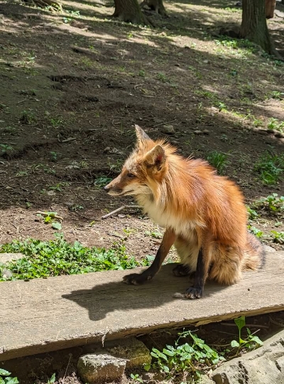 藏王狐狸村(門票與抱小狐狸費用現場支付)→洋食午餐→藏王御釜→天童溫泉街→日式居酒屋
