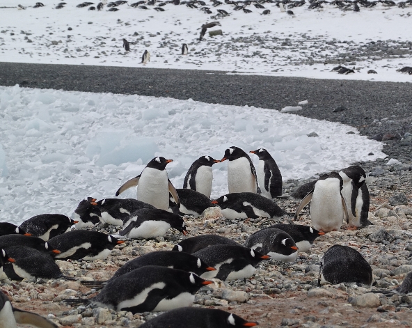 12/23 南極半島【登陸+巡航】