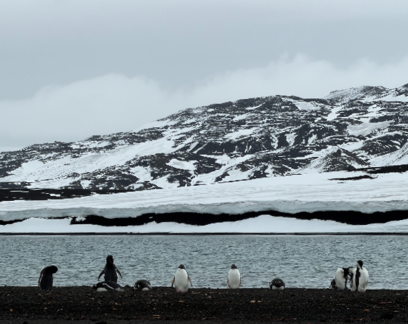 12/25 南極半島【登陸+巡航】