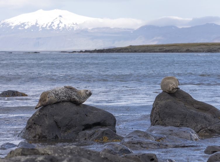 DAY9 斯奈山半島一日游 (教堂山→視力檢查紅白教堂→黑教堂)→極光之夜