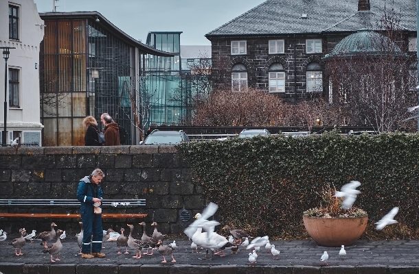 DAY10 冰島馬體驗→雷克雅未克市區巡禮(哈爾格林姆教堂/太陽航海者雕塑/特約寧湖…)→天空湖溫泉→極光之夜