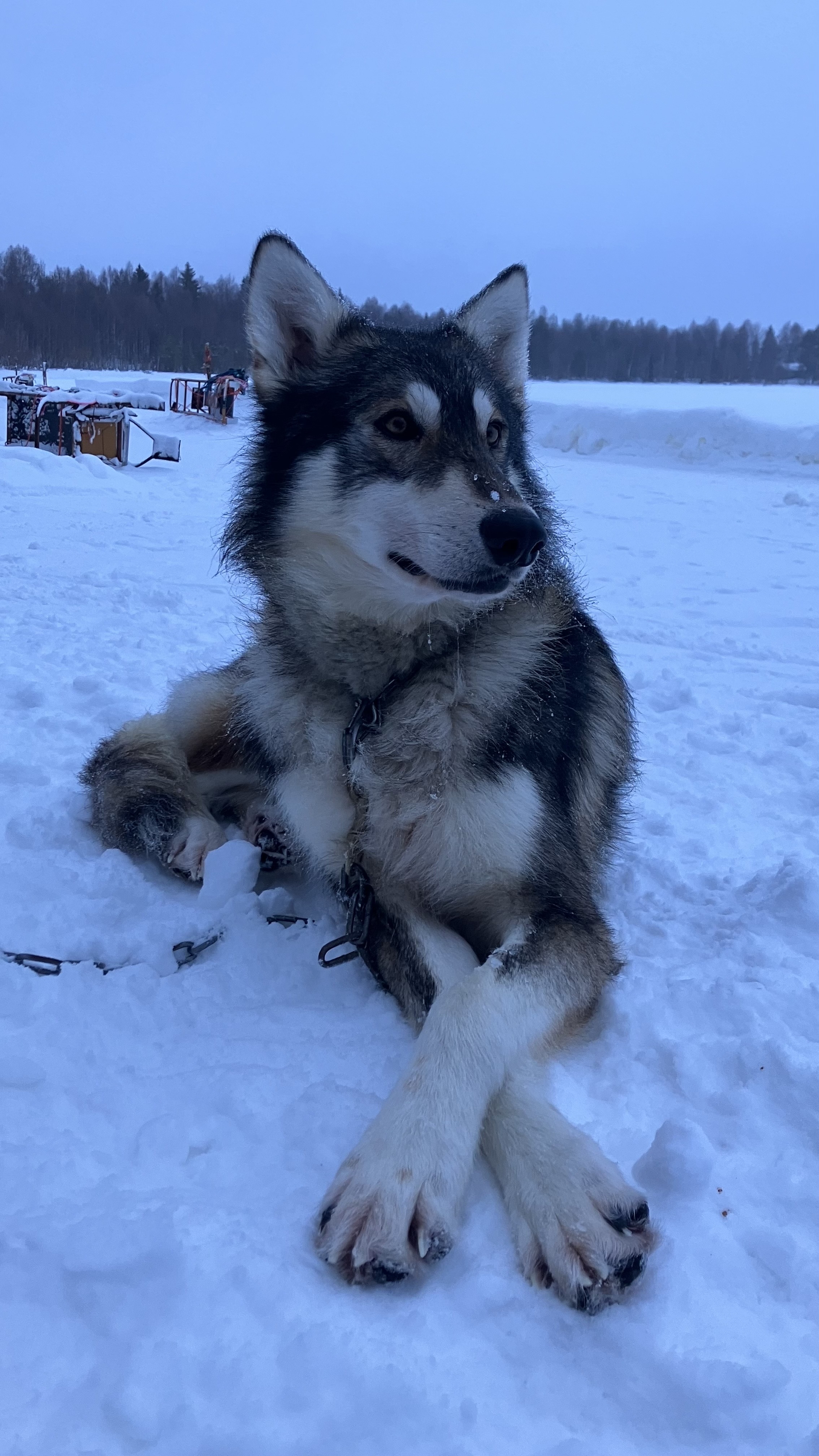民宿→馴鹿體驗+哈士奇體驗→奧納斯山→憤怒鳥公園→民宿