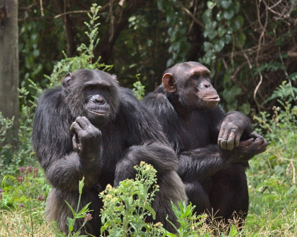 奈洛比→Ol Pejeta→穿越赤道→ 黑猩猩保護區→ 失明黑犀牛 Baraka