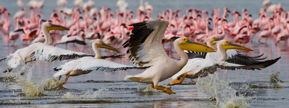 Samburu→奈瓦夏湖~穿越肯亞地貌，抵達裂谷湖區
