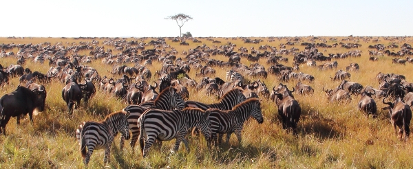 Maasai Mara 全日 Safari~草原五霸