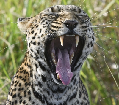 Maasai Mara 全日 Safari~草原五霸