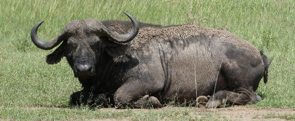 Maasai Mara 全日 Safari~草原五霸