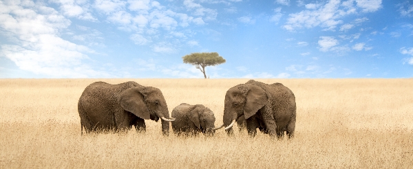 Maasai Mara 全日 Safari~草原五霸
